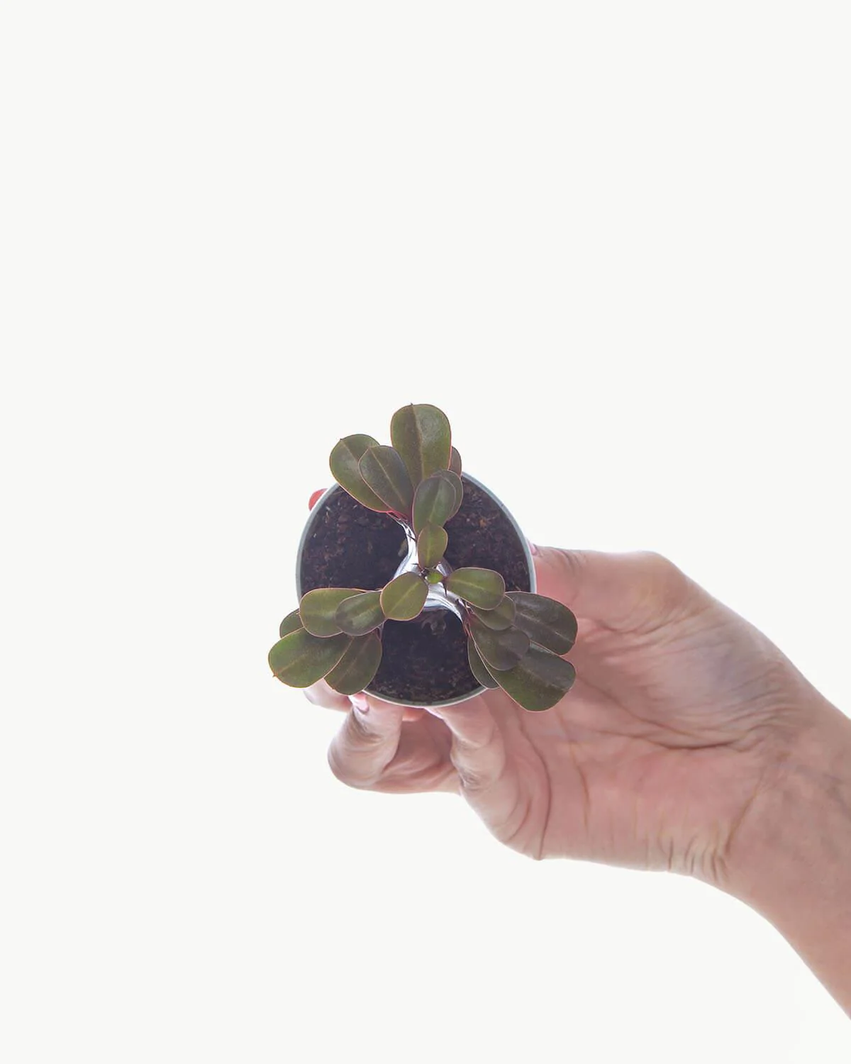 Thumb 4