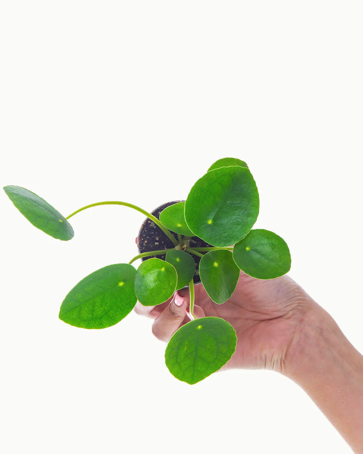 Thumb 4