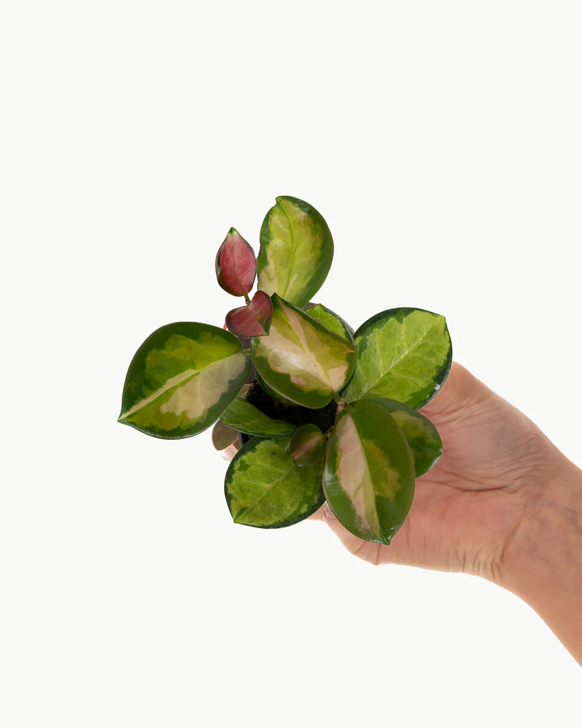 Thumb 4