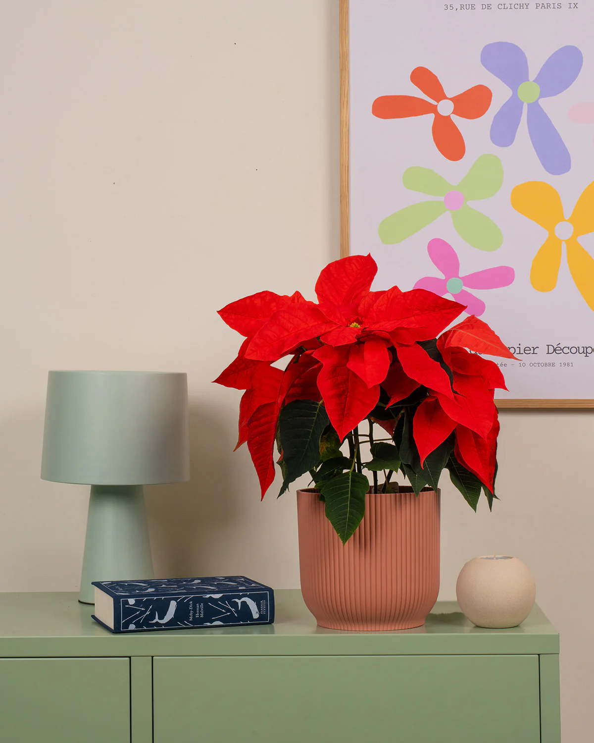 Christmas Trees & Plants