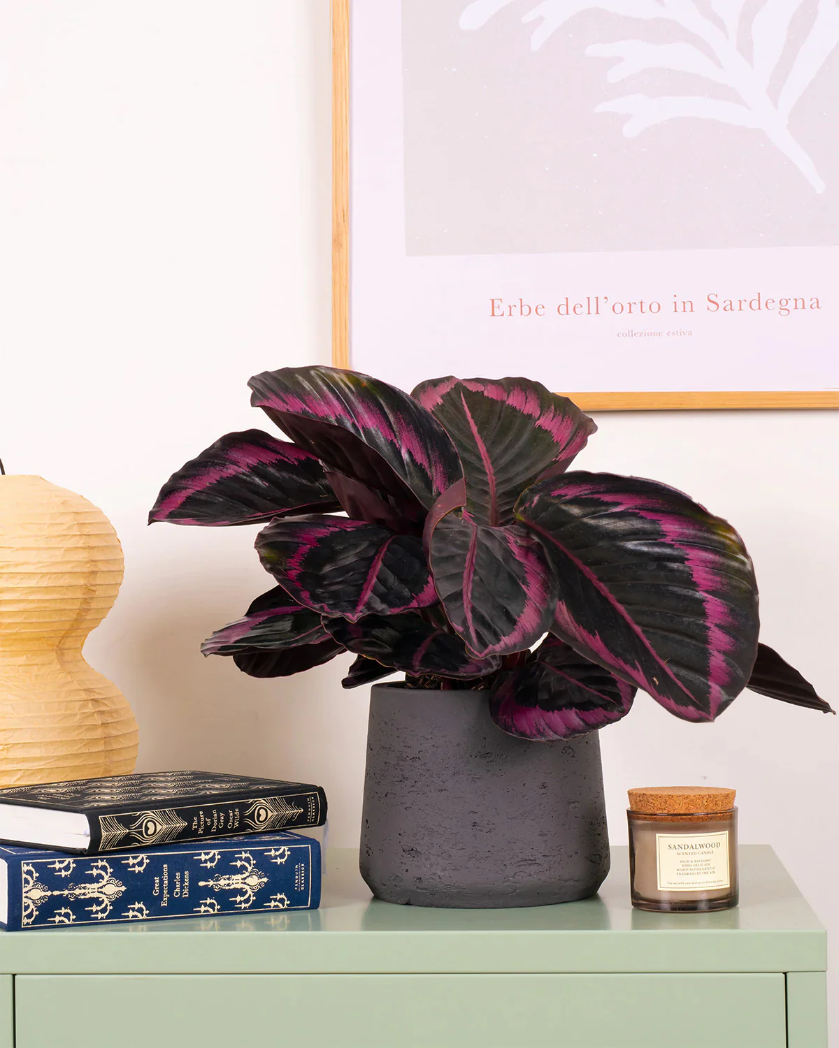 Plants for Living Rooms